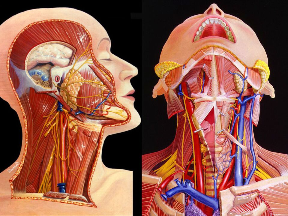 Anatomía do pescozo