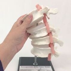 Modelo da columna lumbar